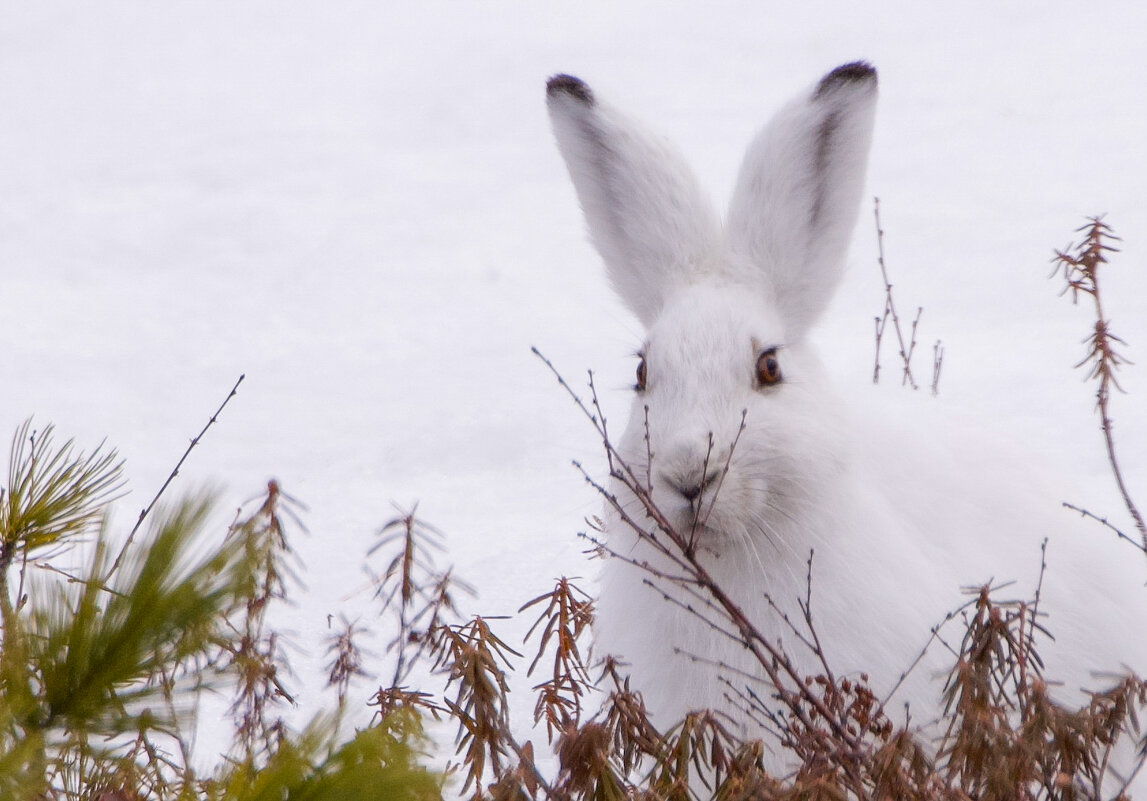 Заяц беляк - Виктория 
