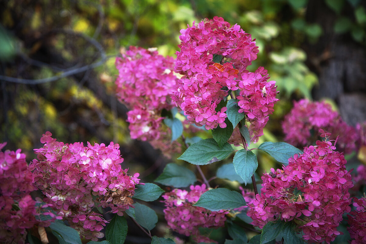 Гортензия осенняя. - Лилия *