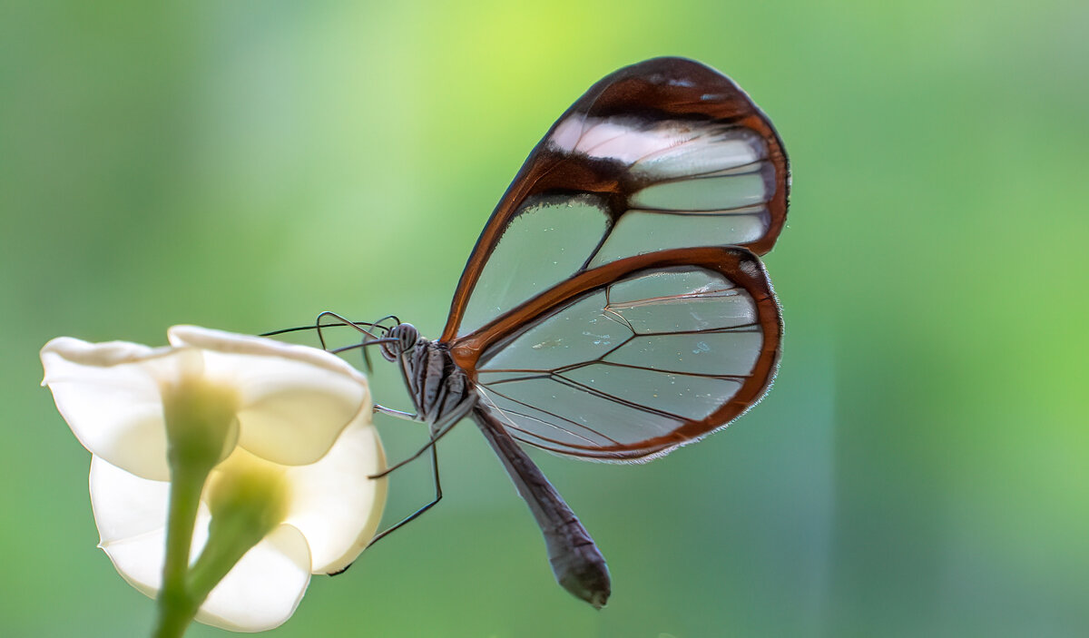 *** - Viktor Makarov