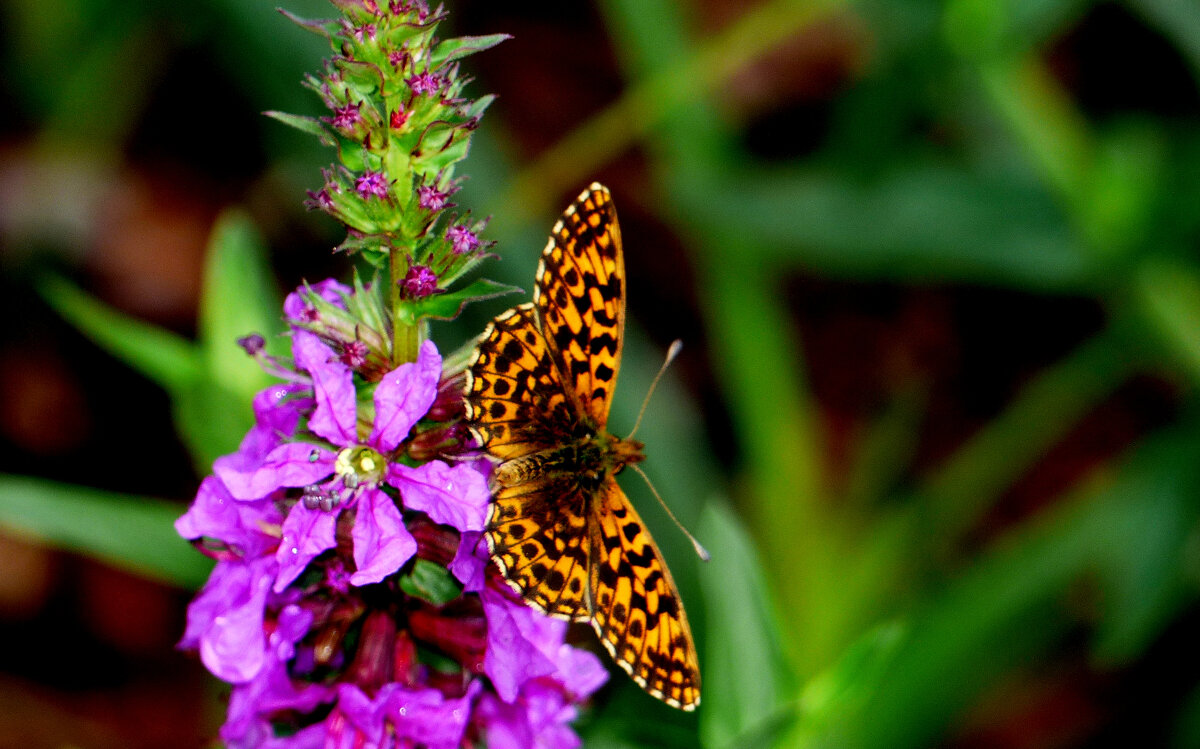 опять про бабочек...222 - Александр Прокудин