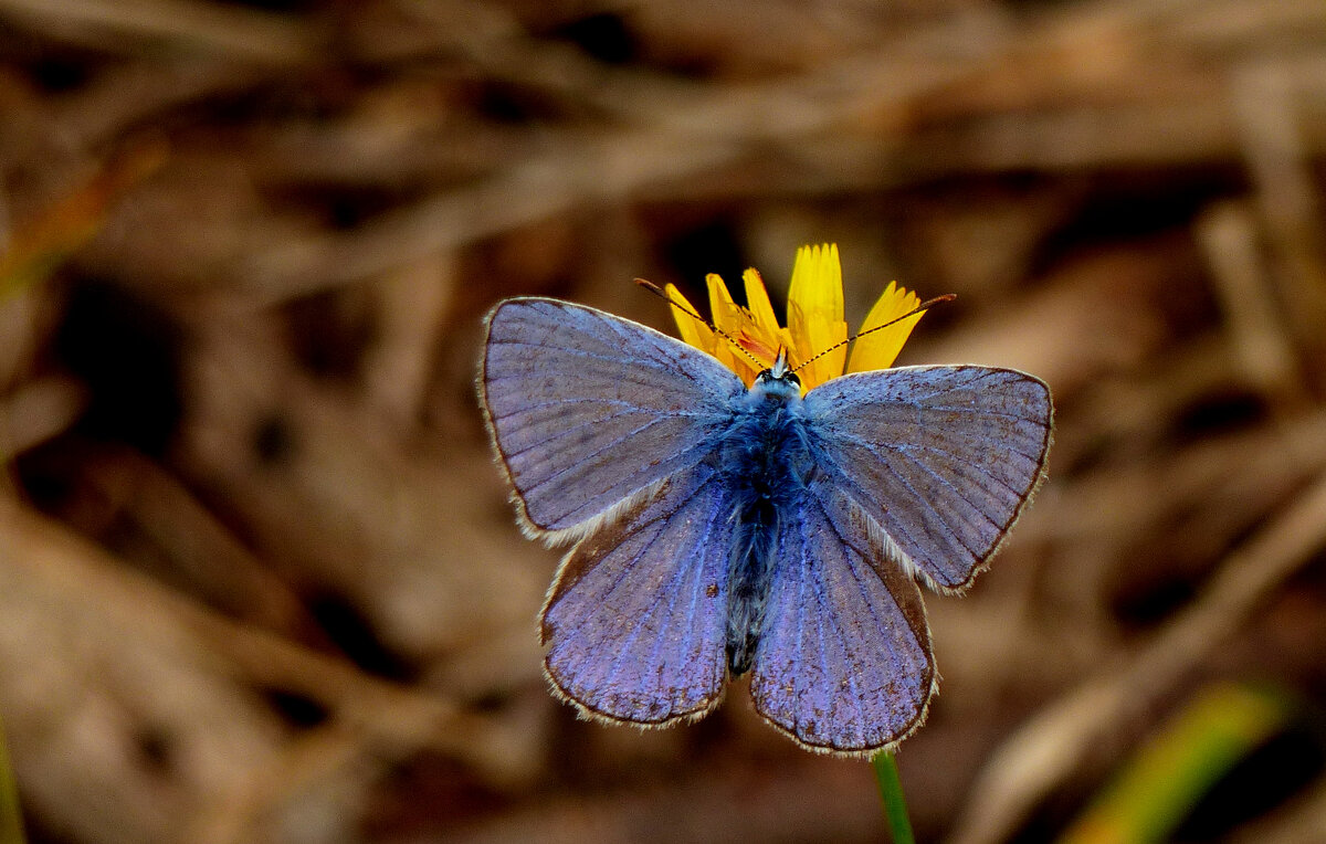 опять про бабочек...226 - Александр Прокудин