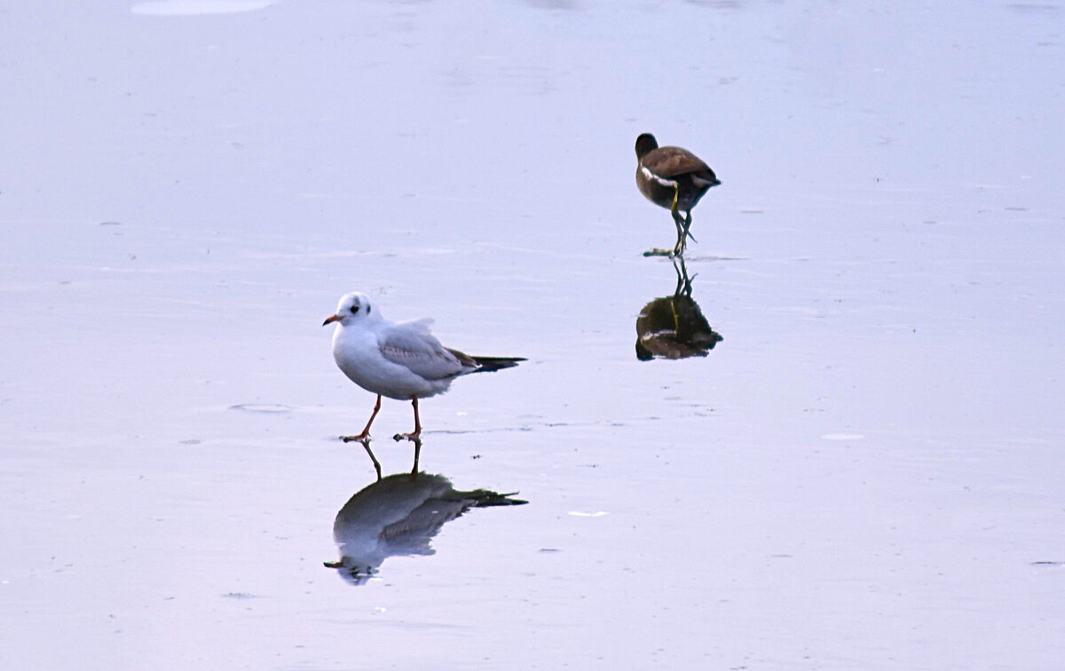 По тонкому льду - Nina Streapan