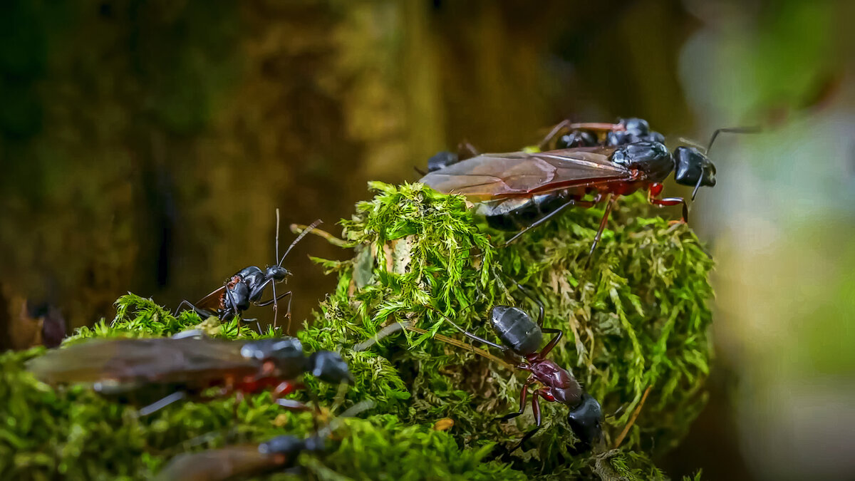 Европейский муравей-древоточец - Aleksey Afonin
