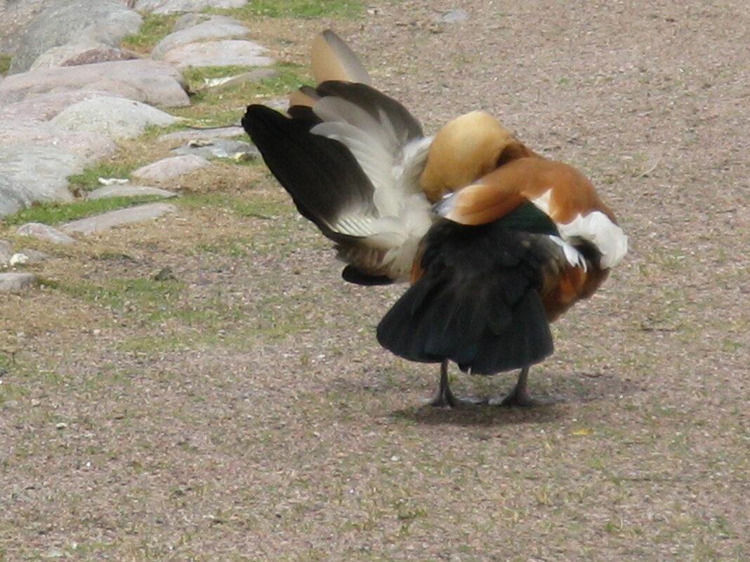 "Чёрте что и сбоку бантик" - Надежда 