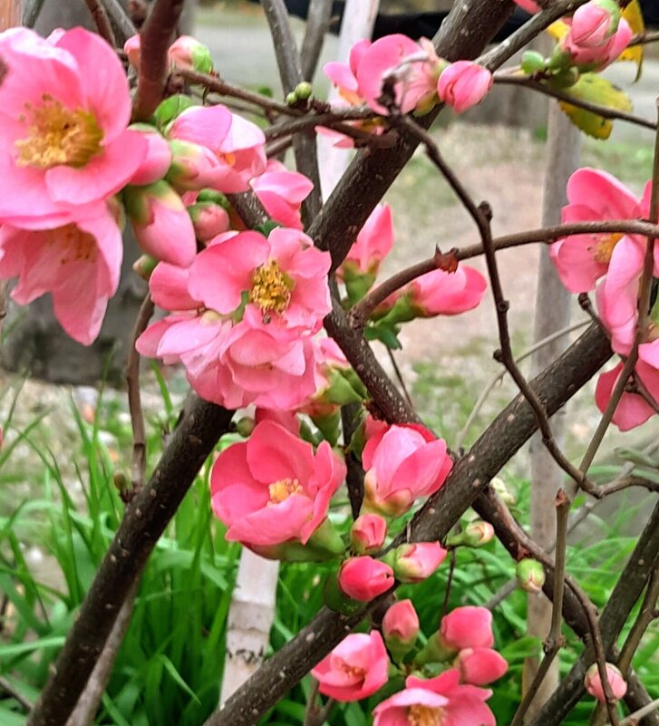 Яркая весна - Георгиевич 