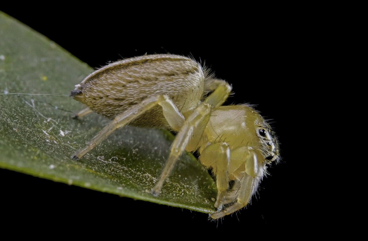 Белый каракурт - Aleksey Afonin