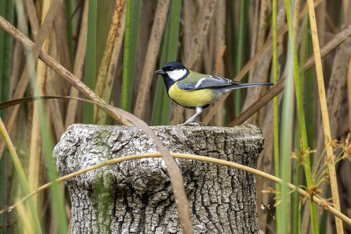 Большая синица. - Alexander Amromin