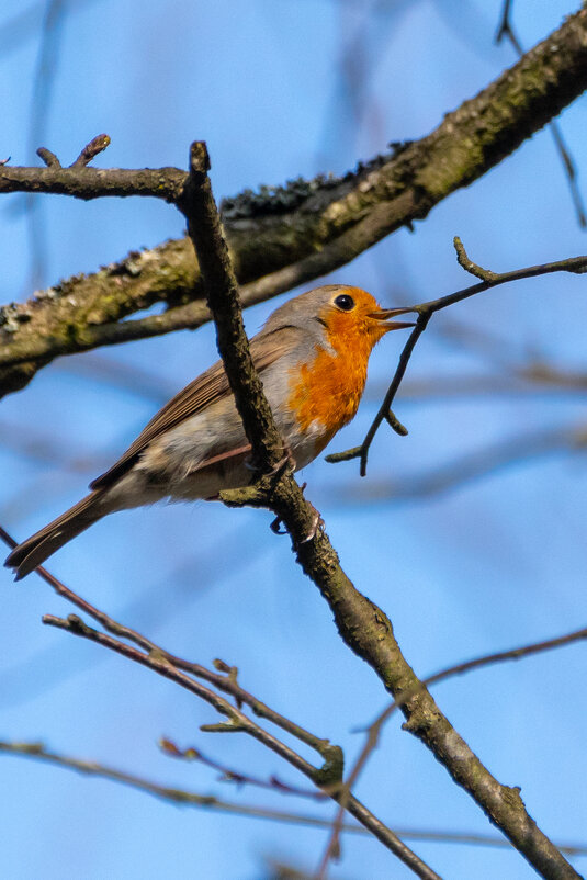 Малиновка - Владимир Лазарев
