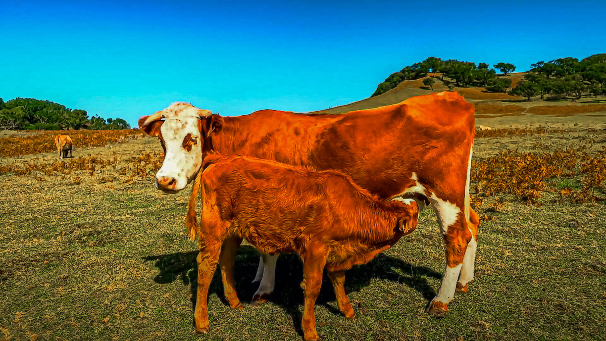 *** - Aleksey Afonin