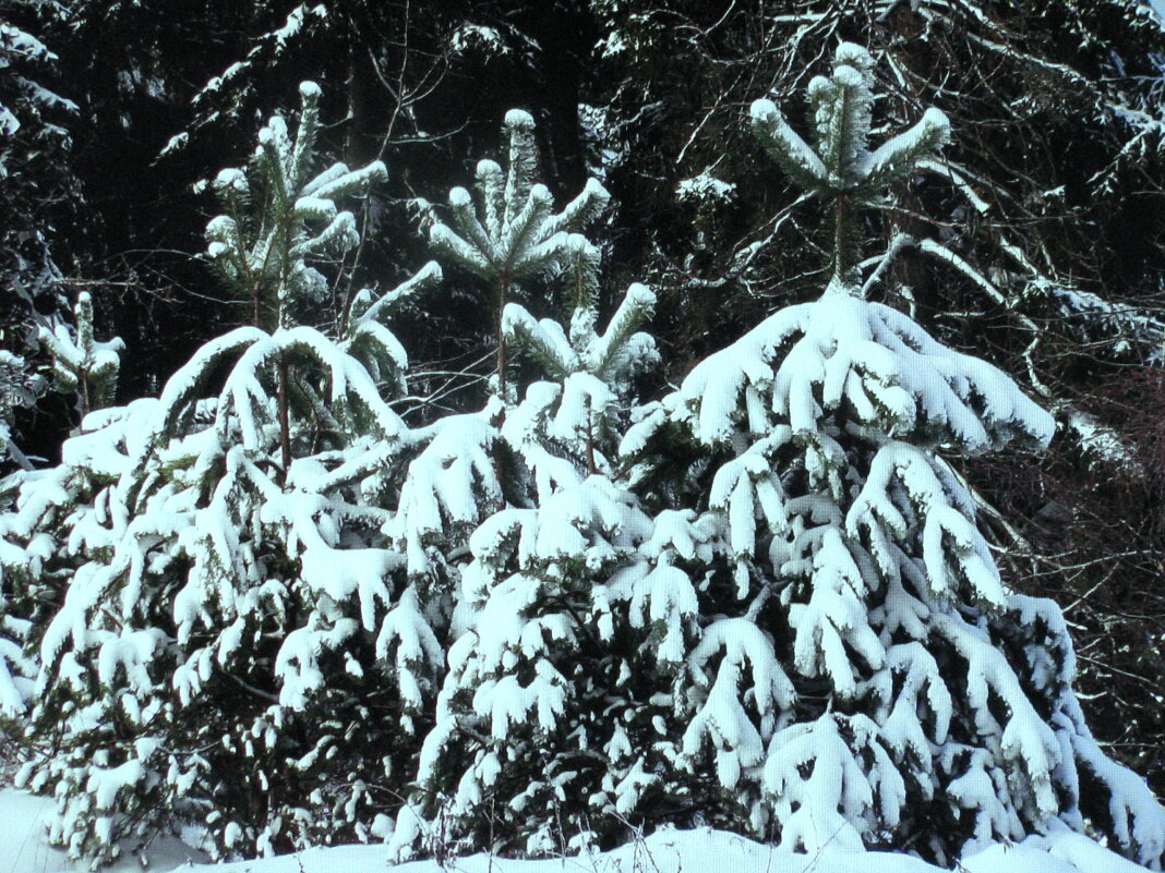 Красавицы - Людмила Смородинская