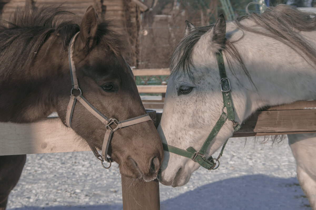 МАДАМ - Я ВАС люб-лЮ - Владимир Максимов