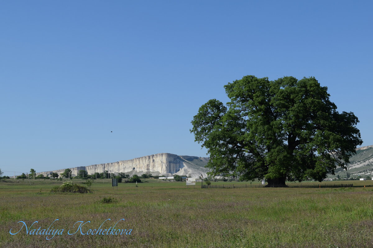 Природа Крыма - Amazing Cosmea