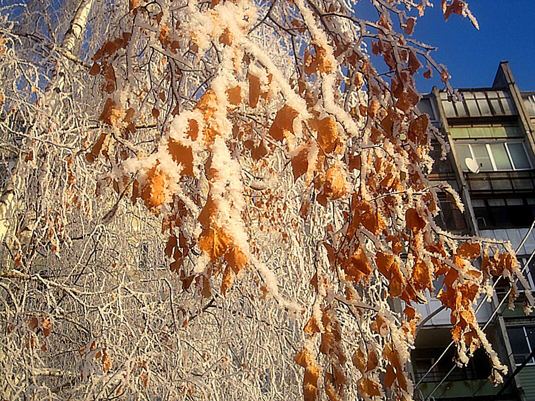 Морозно - Елена Семигина