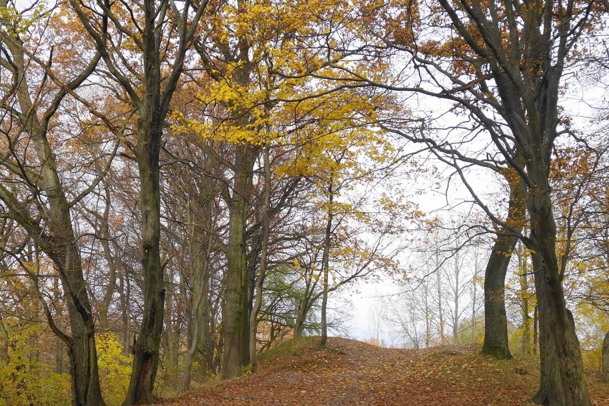 Ашманн парк, Калининград - Рита Симонова