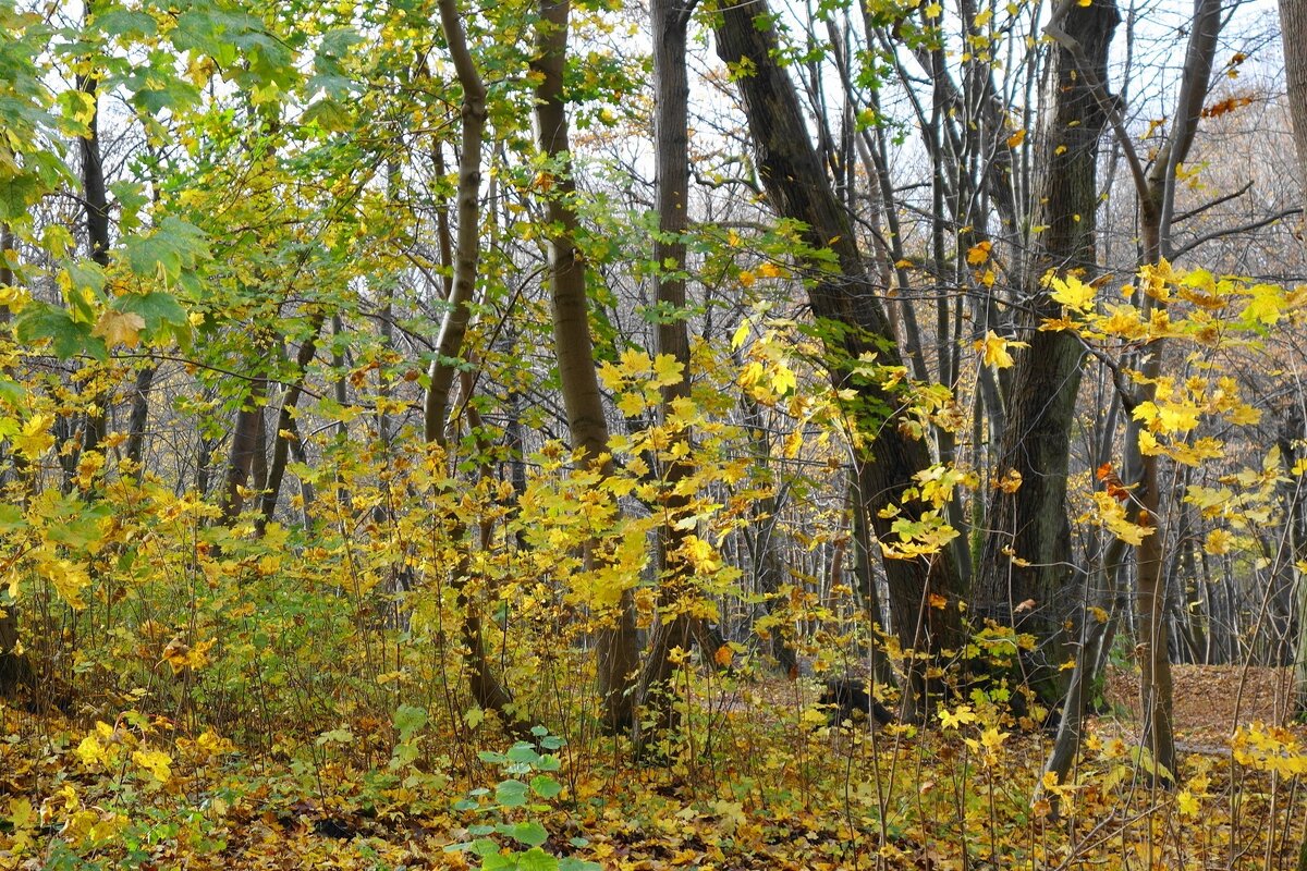 Ашманн парк, Калининград - Рита Симонова