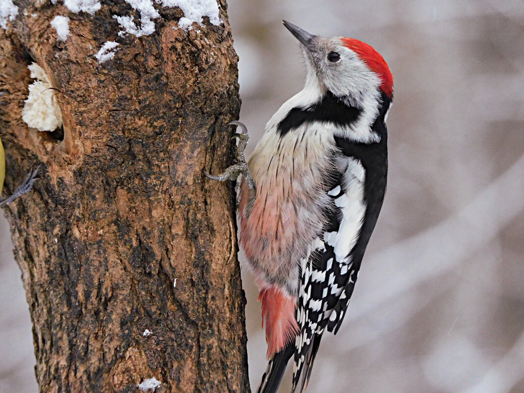 Средний пёстрый дятел - Лина 