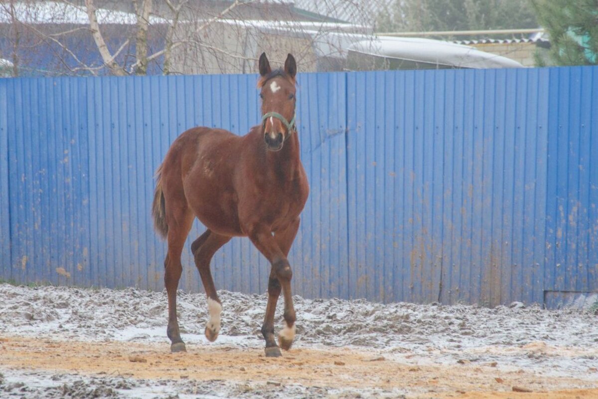 Локотской конезавод Брянская область. - Галина Ложечникова