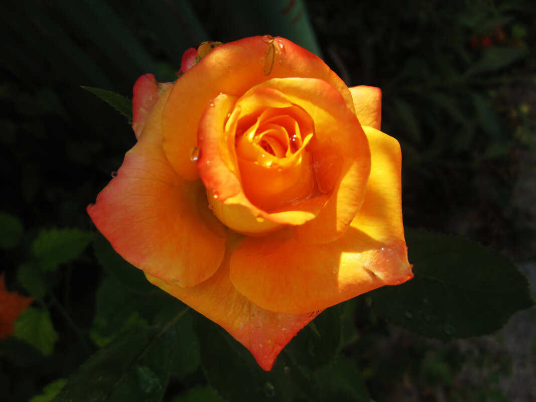 Флорибунда - Валентин Семчишин