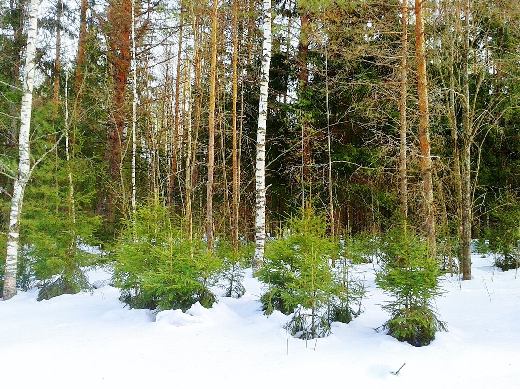 новогодние елочки - Владимир 