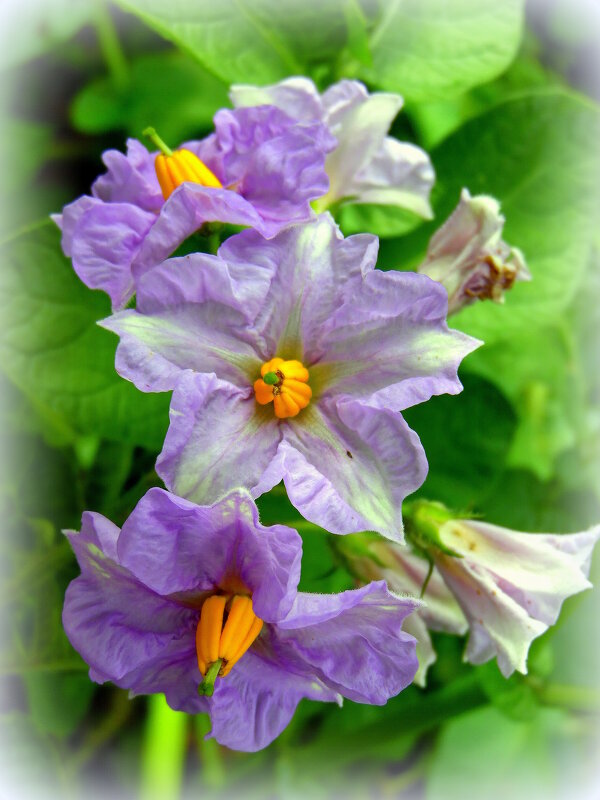 Картофеля цветочки. - nadyasilyuk Вознюк