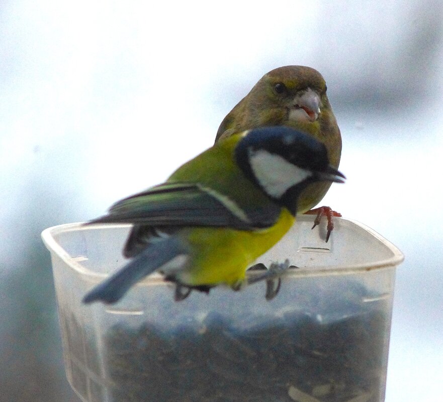 Вполне мирные они - животные :) - Юрий Куликов