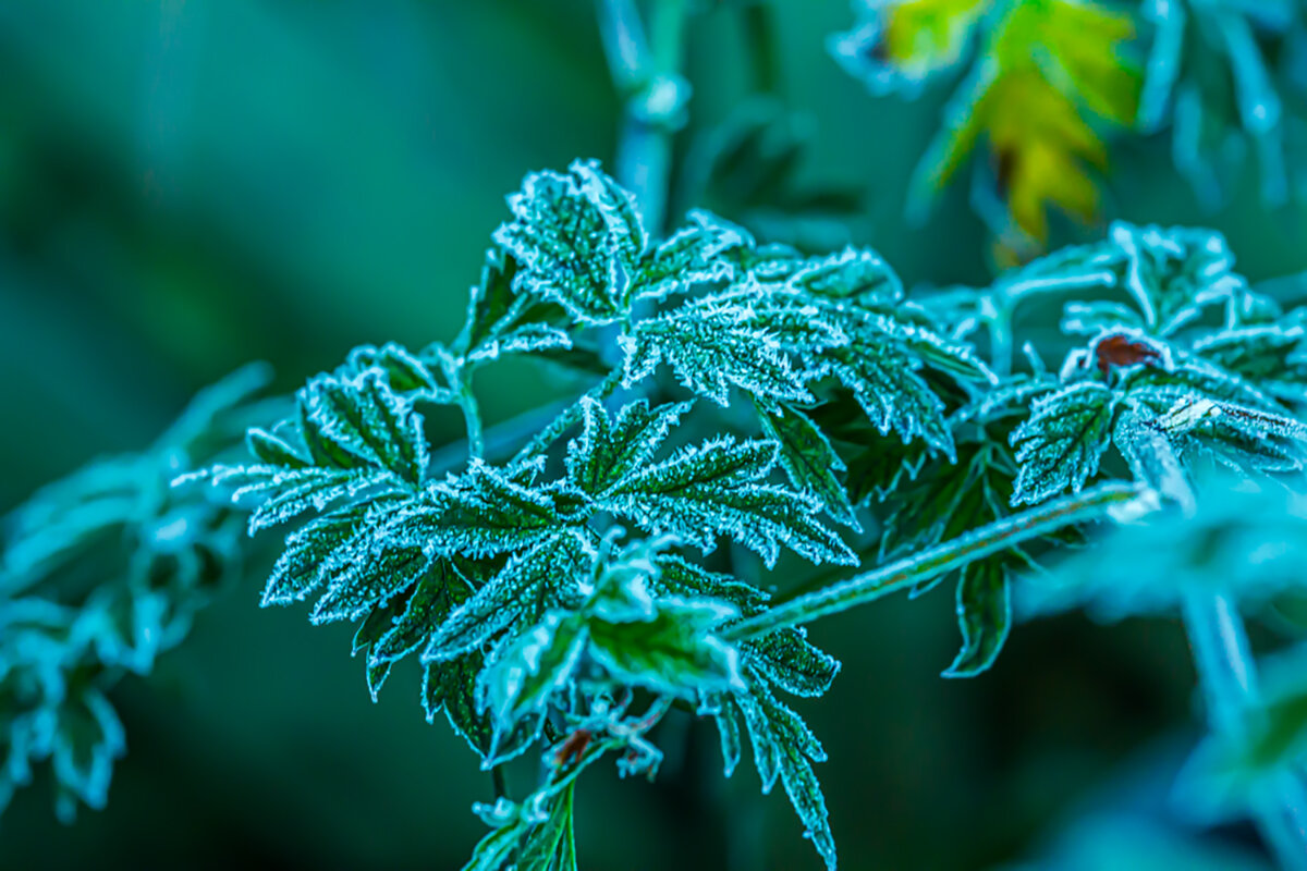 И первое зимы дыханье. - Lucy Schneider 