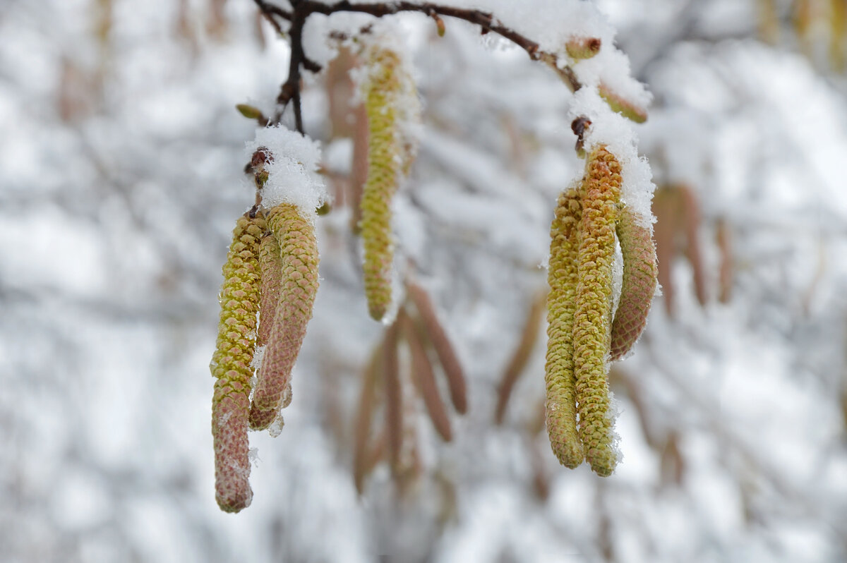 Здравствуй Зима....Фундук...первый снег...24.12.25. - Надежда Куркина 