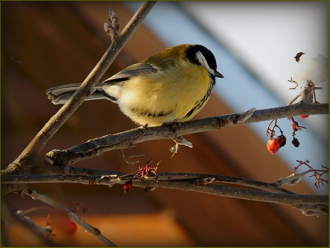 СИНИЧКА - Валентина Надсон