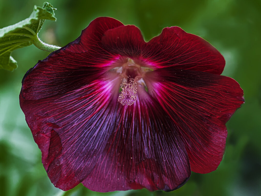 *** - Александр 