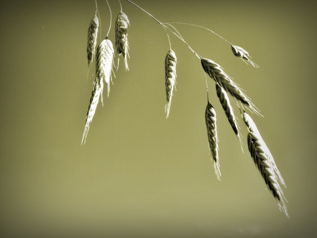 - - Aндрей Антонов