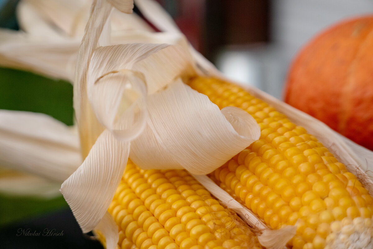 Про кукурузу и тыкву... - Николай Гирш