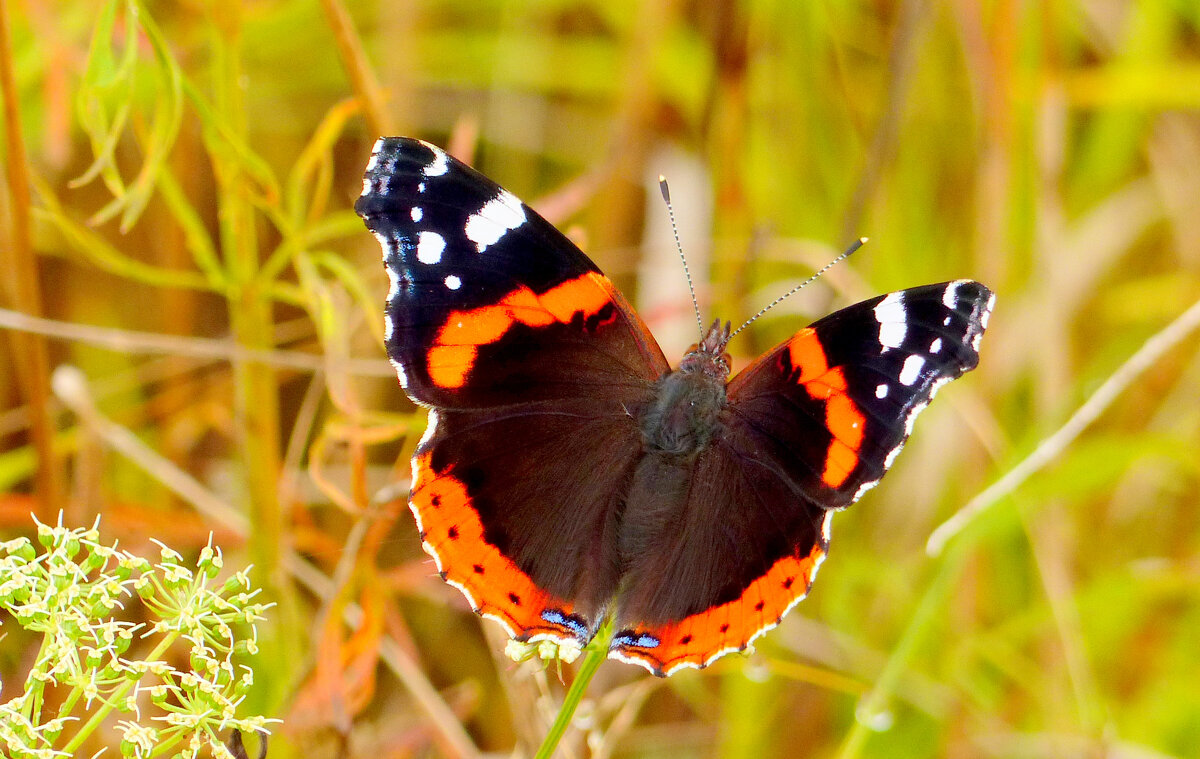 опять про бабочек...226 - Александр Прокудин