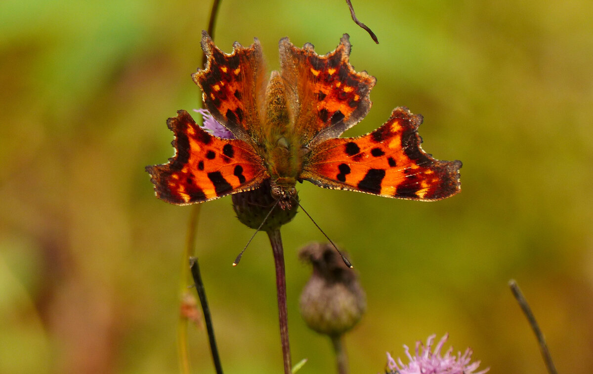 опять про бабочек...230 - Александр Прокудин