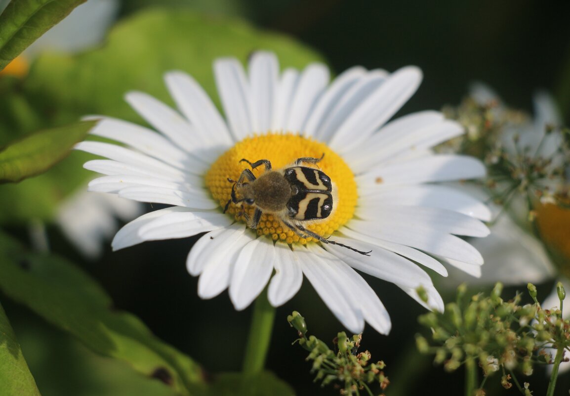 Лето 2025. Июль - Наталья Герасимова