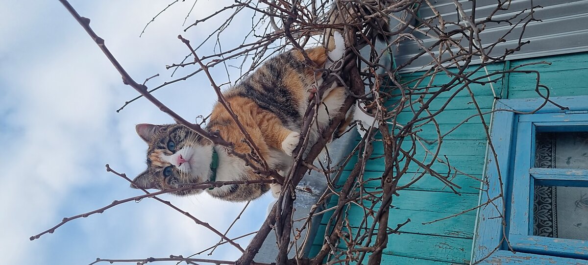Почти как птица - Марина 