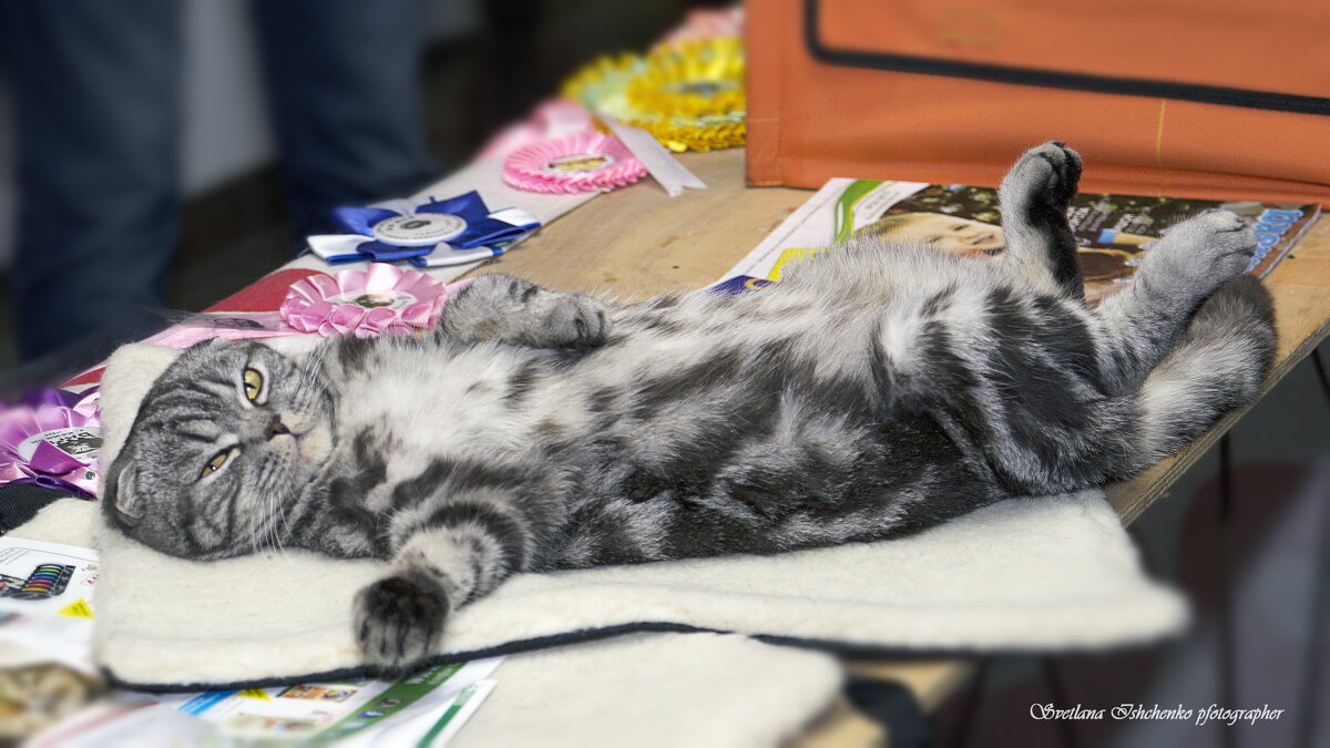 Пофигист... - Светлана Ищенко