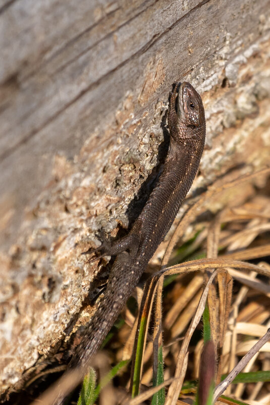 Живородящая ящерица - Владимир Лазарев