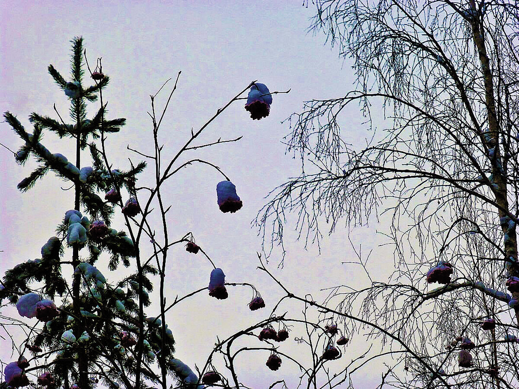 Декабрь...Одинокая рябина в сквере! - Владимир 