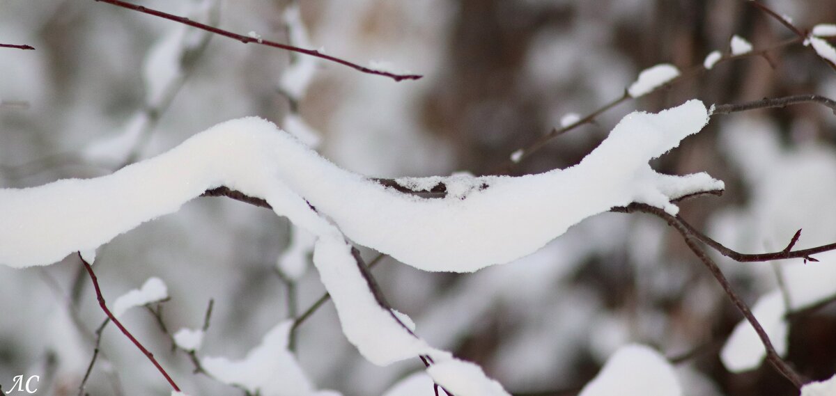 Снежное животное - Любовь Сахарова