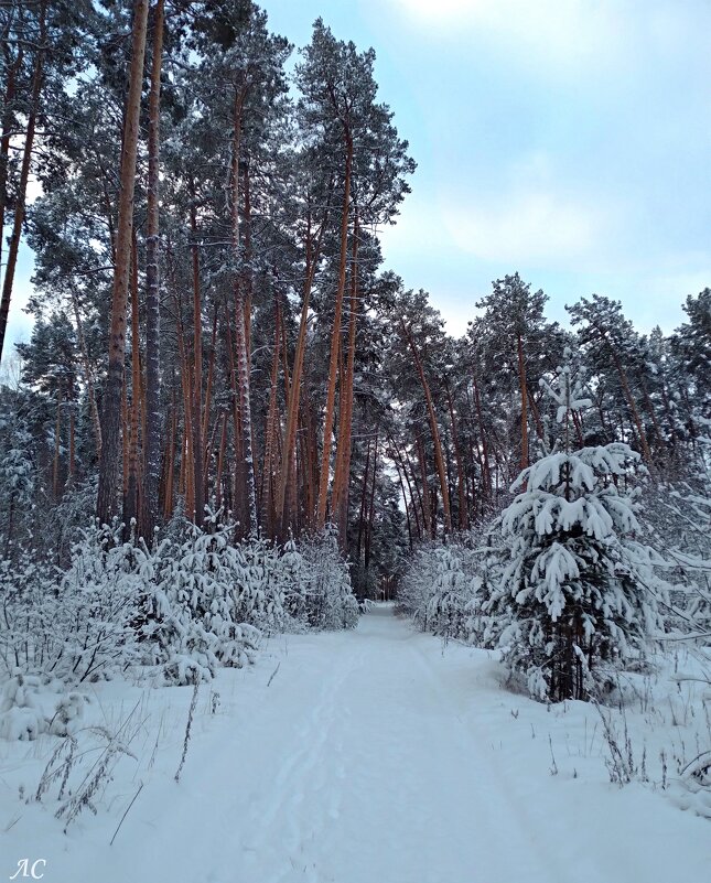 В зимнем лесу - Любовь Сахарова