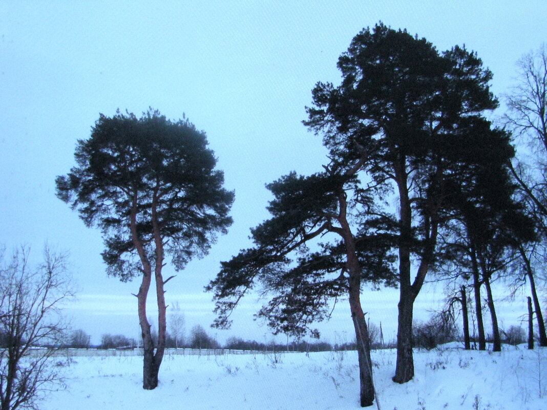 Сосны зимой - Людмила Смородинская