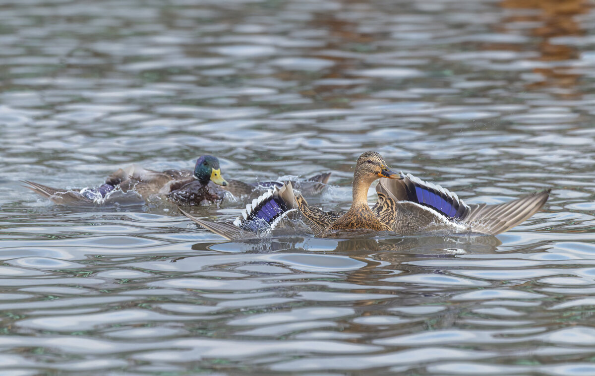 догонялки. - юрий макаров