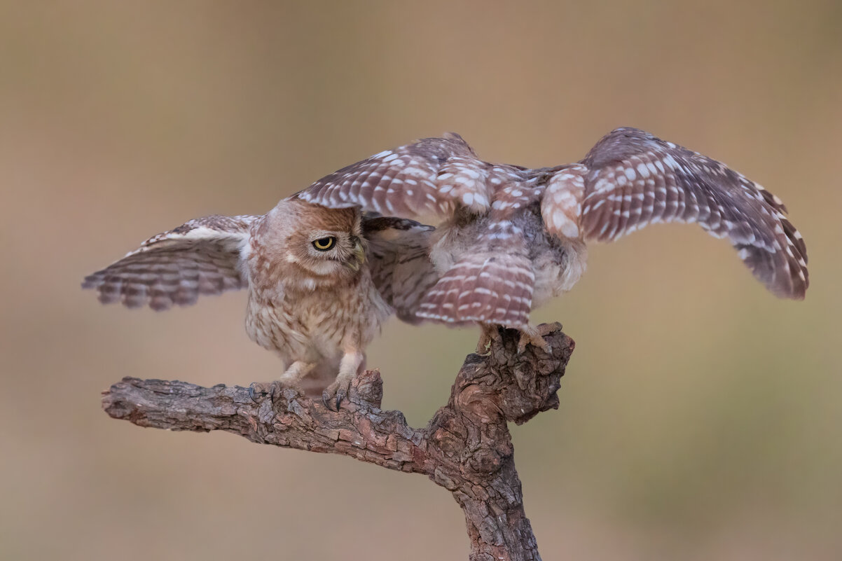 *** - Евгений Фруман