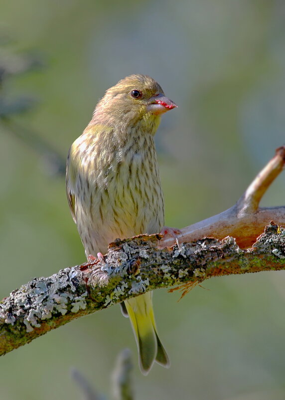 зеленушка - Andrey Bragin зеленушка - Andrey Bragin