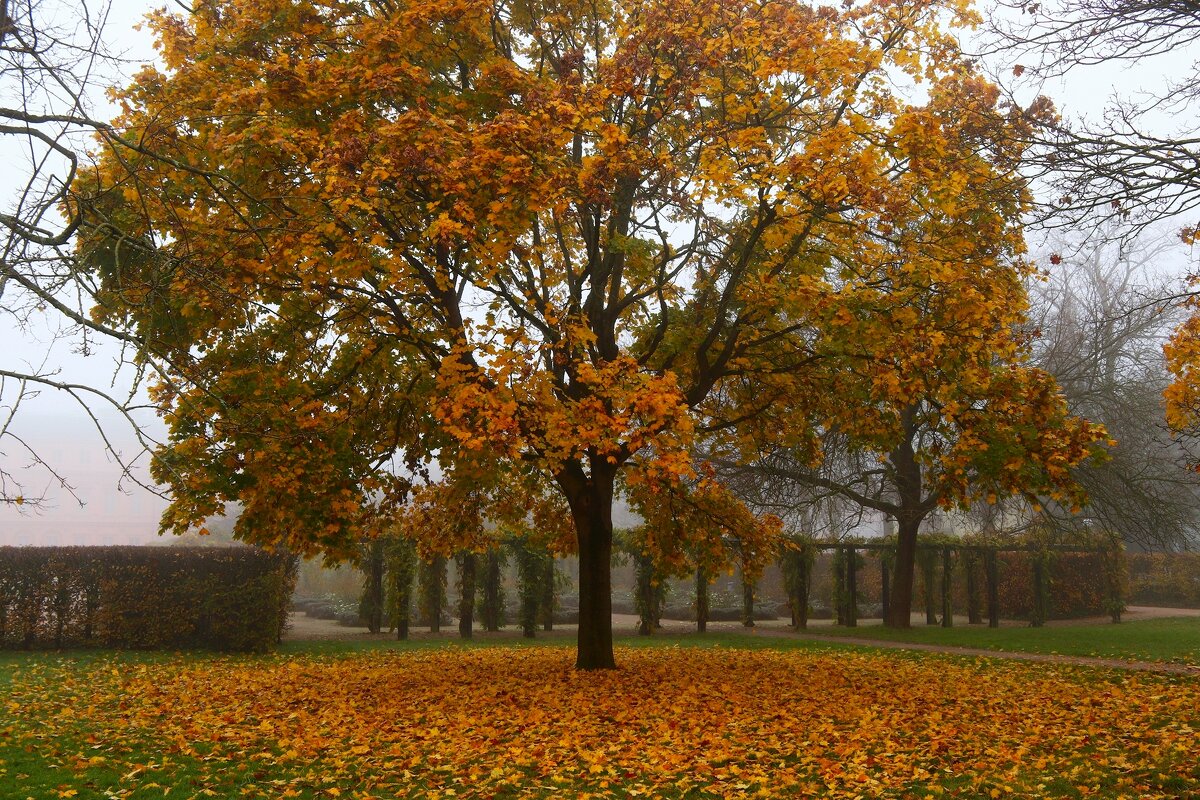 Клён туманным утром - Юрий. Шмаков