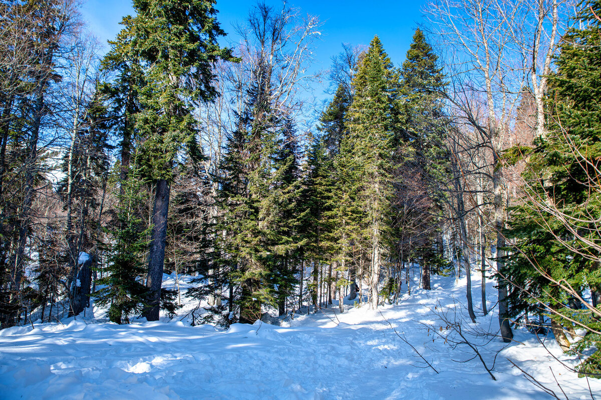 Яворова поляна. Гузерипль. Адыгея. - Дина Евсеева