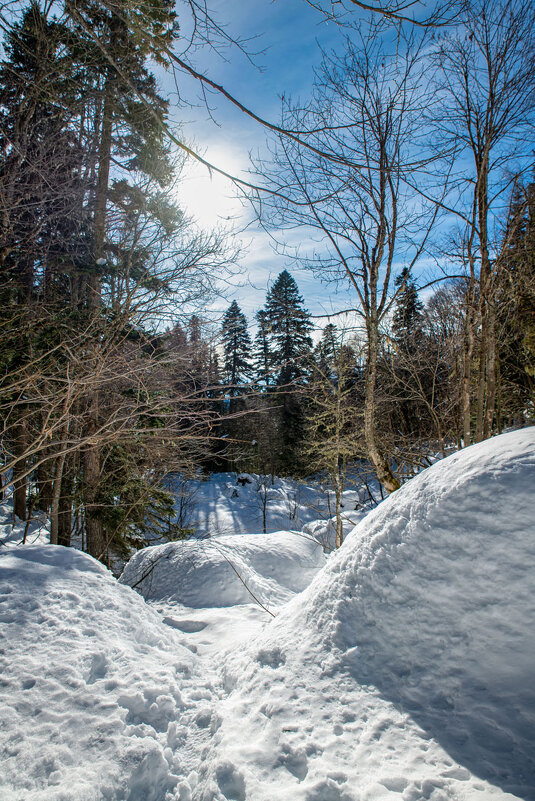 Яворова поляна. Гузерипль. Адыгея. - Дина Евсеева