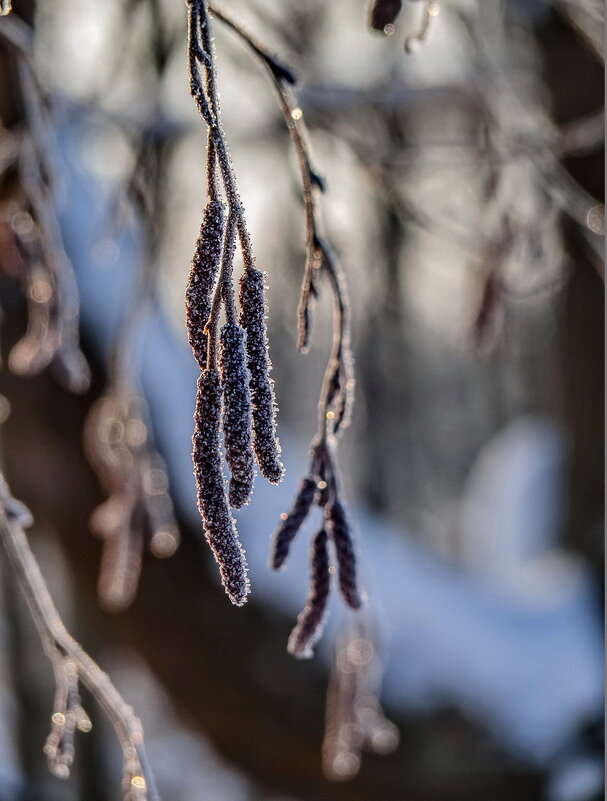 Декабрь - Наталья Rosenwasser
