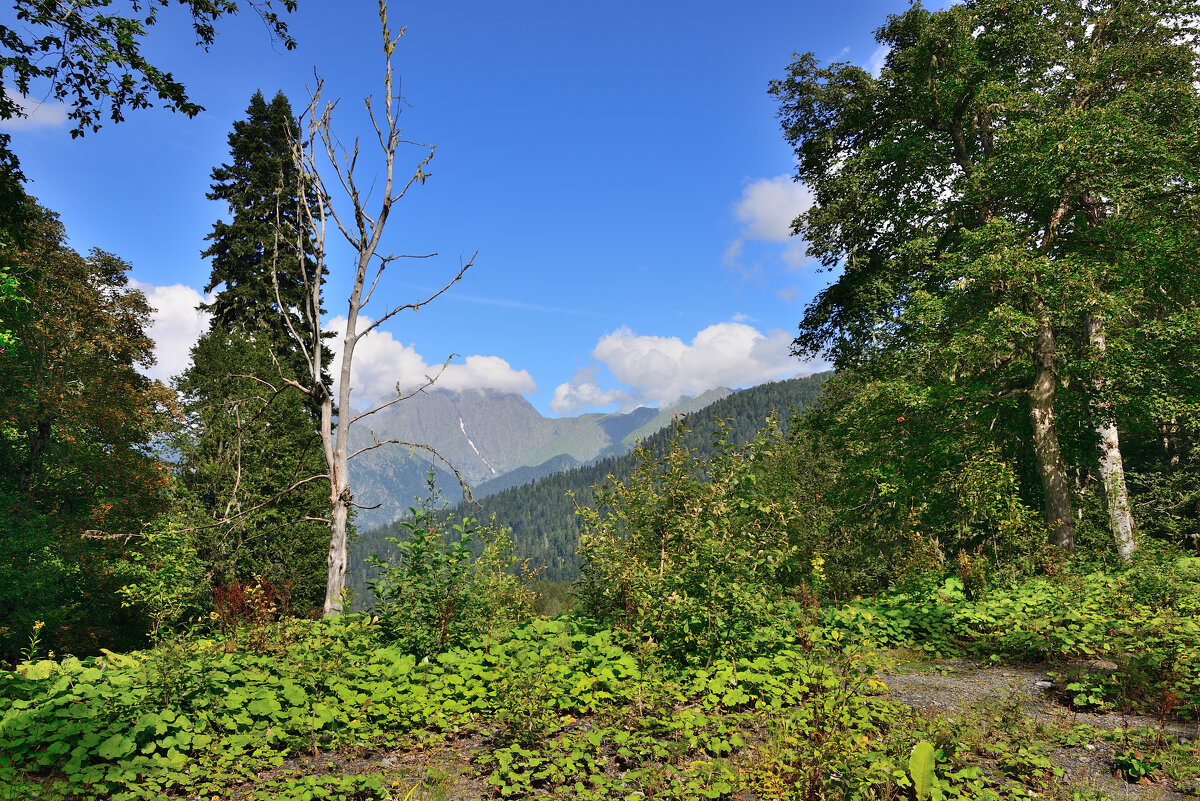 *** - Александр Хаецкий