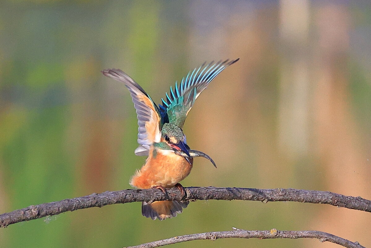"Зёма" - Владилен Панченко